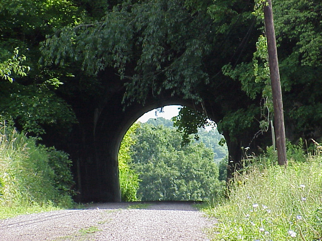 A tunnel through overhanging trees in Pennsylvania.