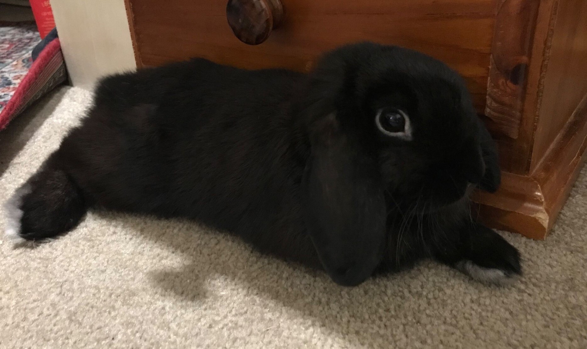 A photo of a small black lop-eared bunny flopped against a set of drawers and laying on the carpet. He is very dark and has a ring of light colour around his eye. His head is ever so slightly too large which makes him look 10x cute even for a bun let alone a void.