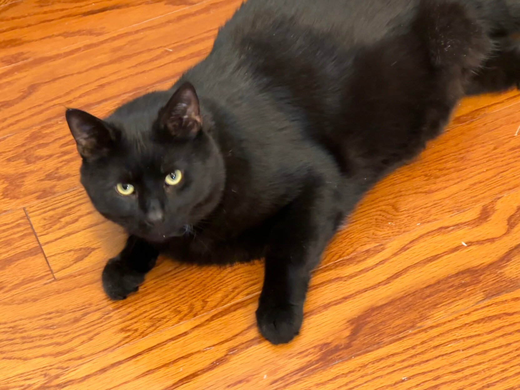 A black cat looks at the camera with yellow eyes. He's a bit chubby but don't shame him
