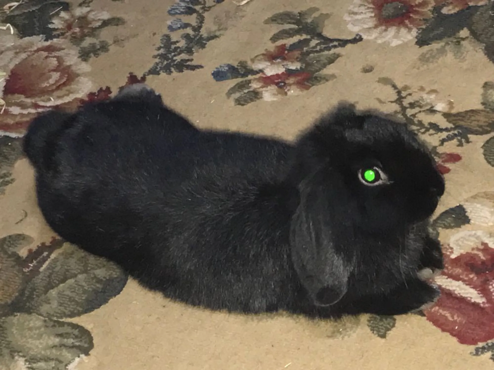 A photo of a small black lop-eared rabbit now flopped comfortably on a rug, with his eye glowing green now, as he is fully charged.