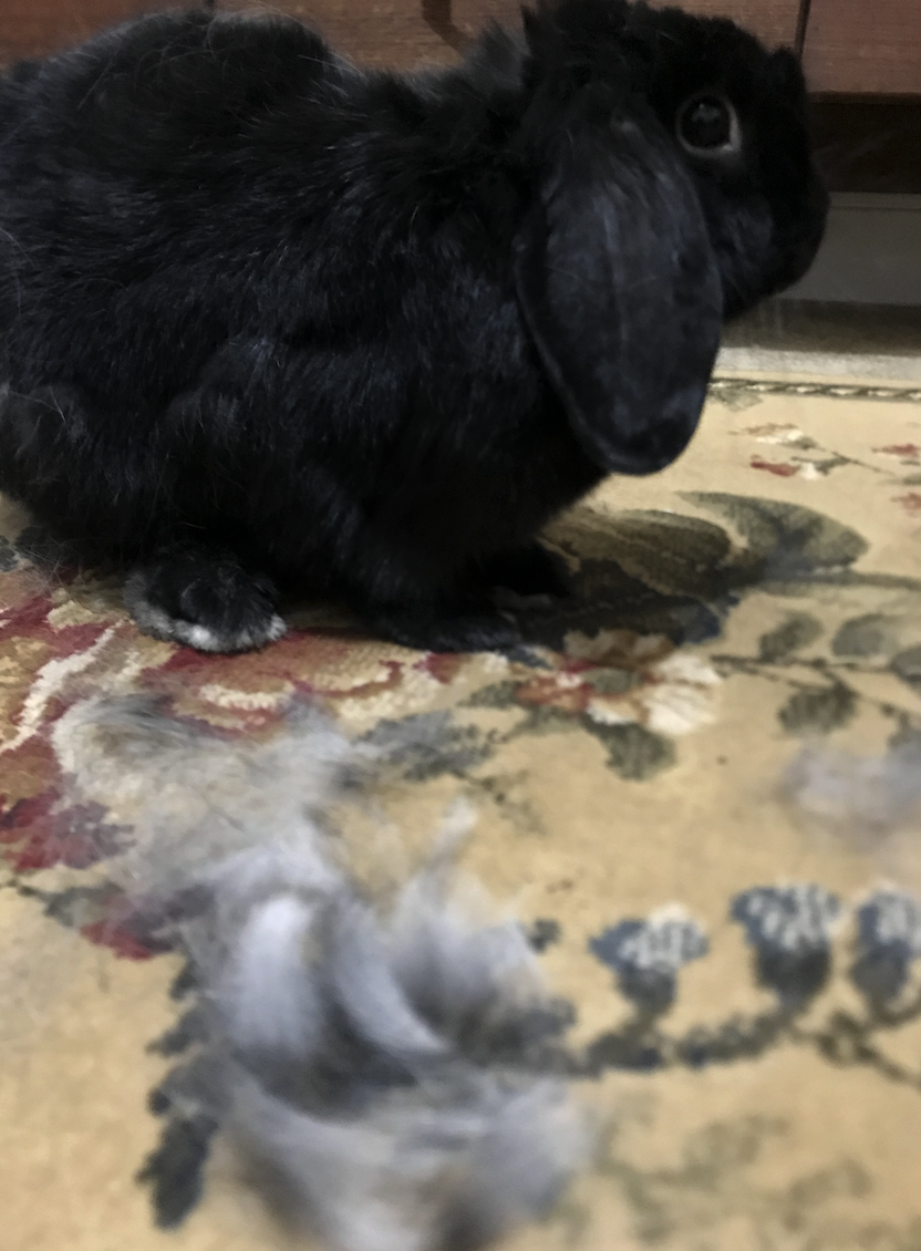 A photo of a small completely black lop-eared rabbit sitting peacefully behind a pile of light grey and white fur which somehow has come off his body as he goes through a moulting cycle.